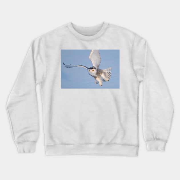 Snowy Owl in flight Crewneck Sweatshirt by Jim Cumming